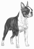 Boston Terrier Standard