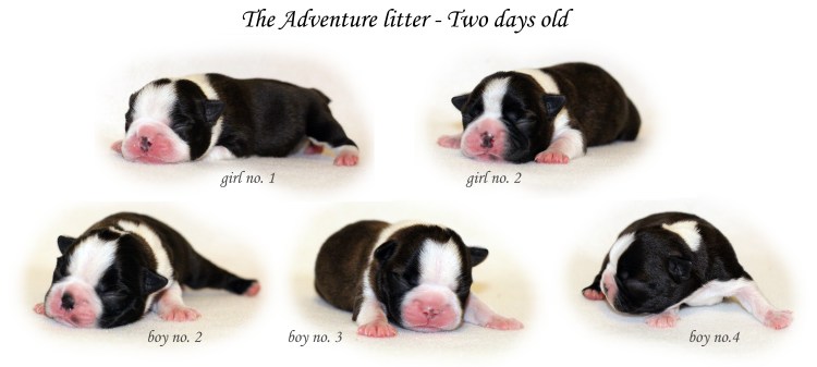 The adventurers are two days old.